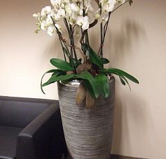Высокая композиция с орхидеями в холл — Белый фаленопсис