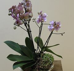 Композиция с  цветными орхидеями фаленопсис и седумом в керамическом кашпо